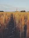 Corn Field during Daytime · Free Stock Photo