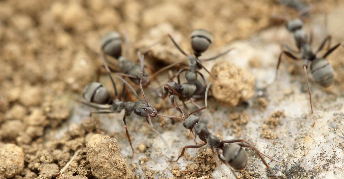 Ants Group 29