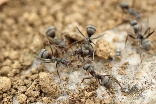 Free stock photo of insects, group work, ants