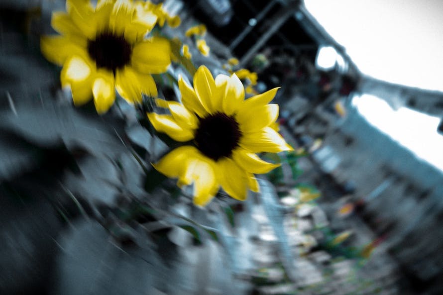 Free stock photo of dream, spinning, sunflowers