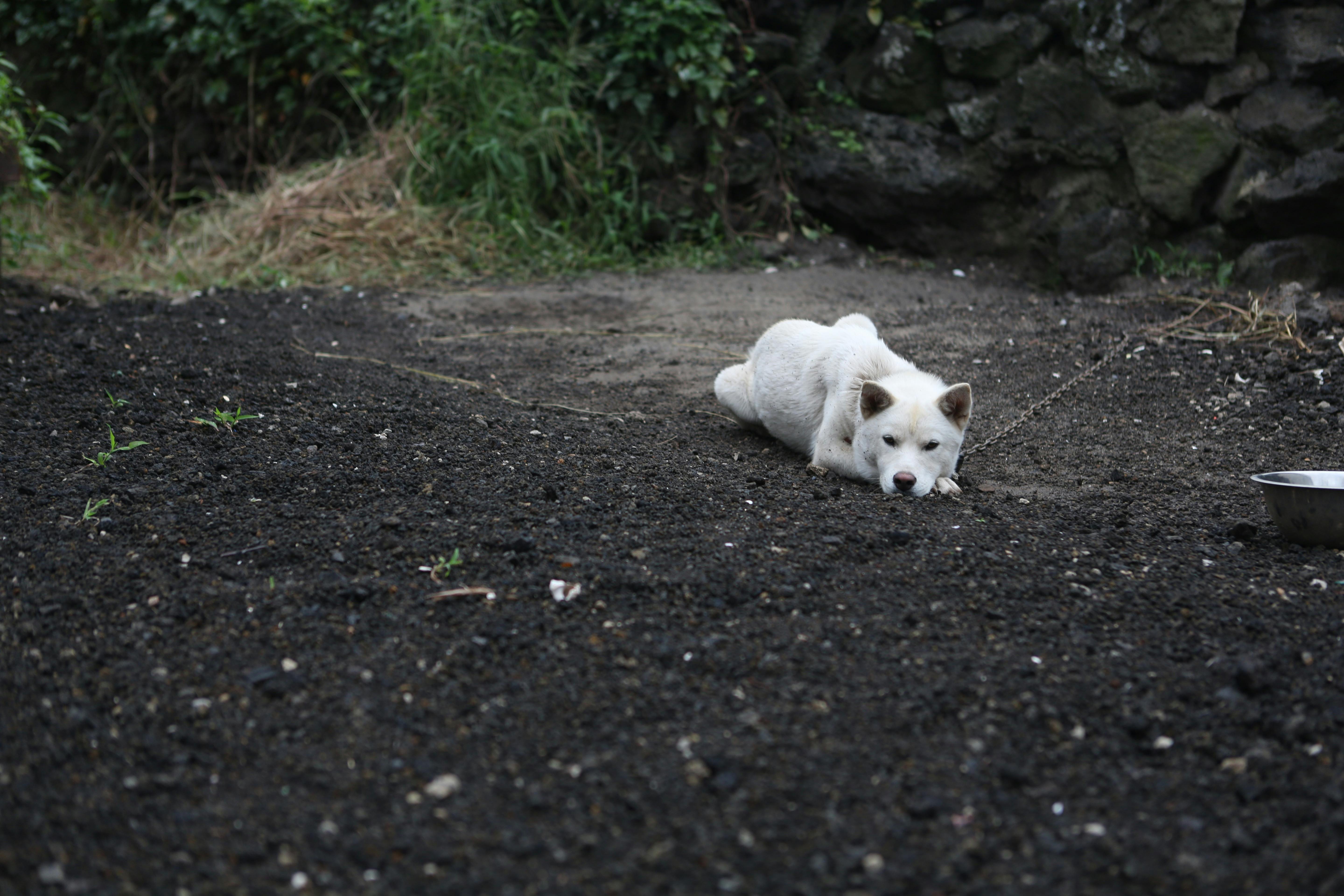 Alone Dog Korean Jindo Dog Lonely 274648