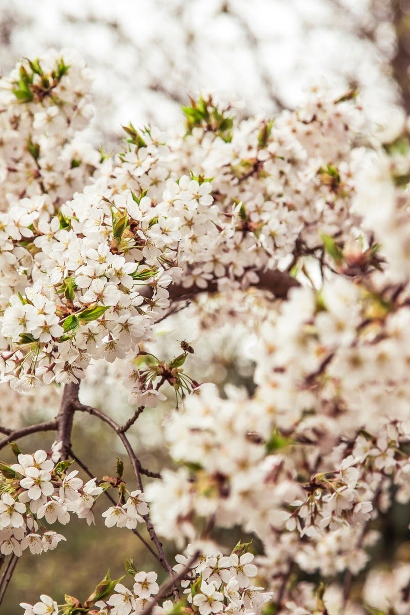 Free stock photo of blossom, blurred, cherry