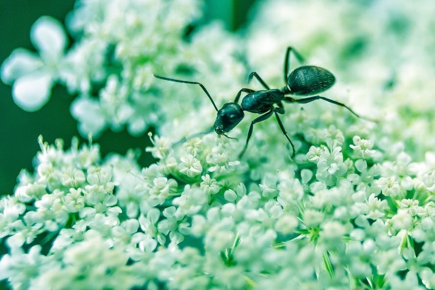 ant, bug, close-up