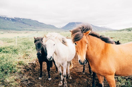 Horse Pictures · Pexels · Free Stock Photos