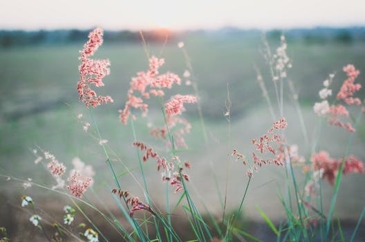 Pink Flower during Sunrise