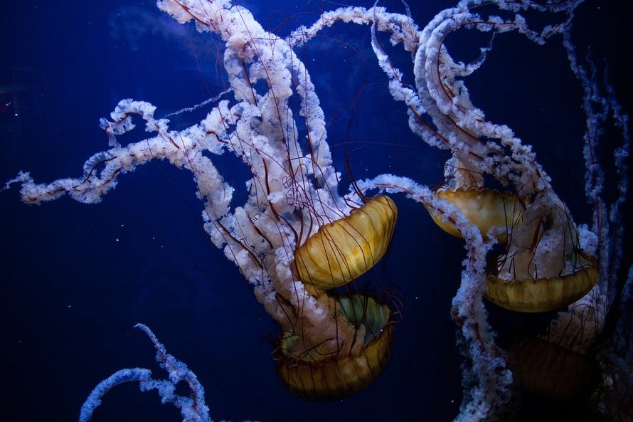 jellyfish, ocean, sea