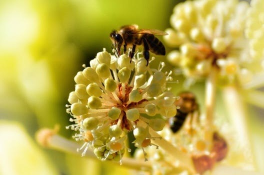 Free stock photo of flower, bee, pollen, bumblebee