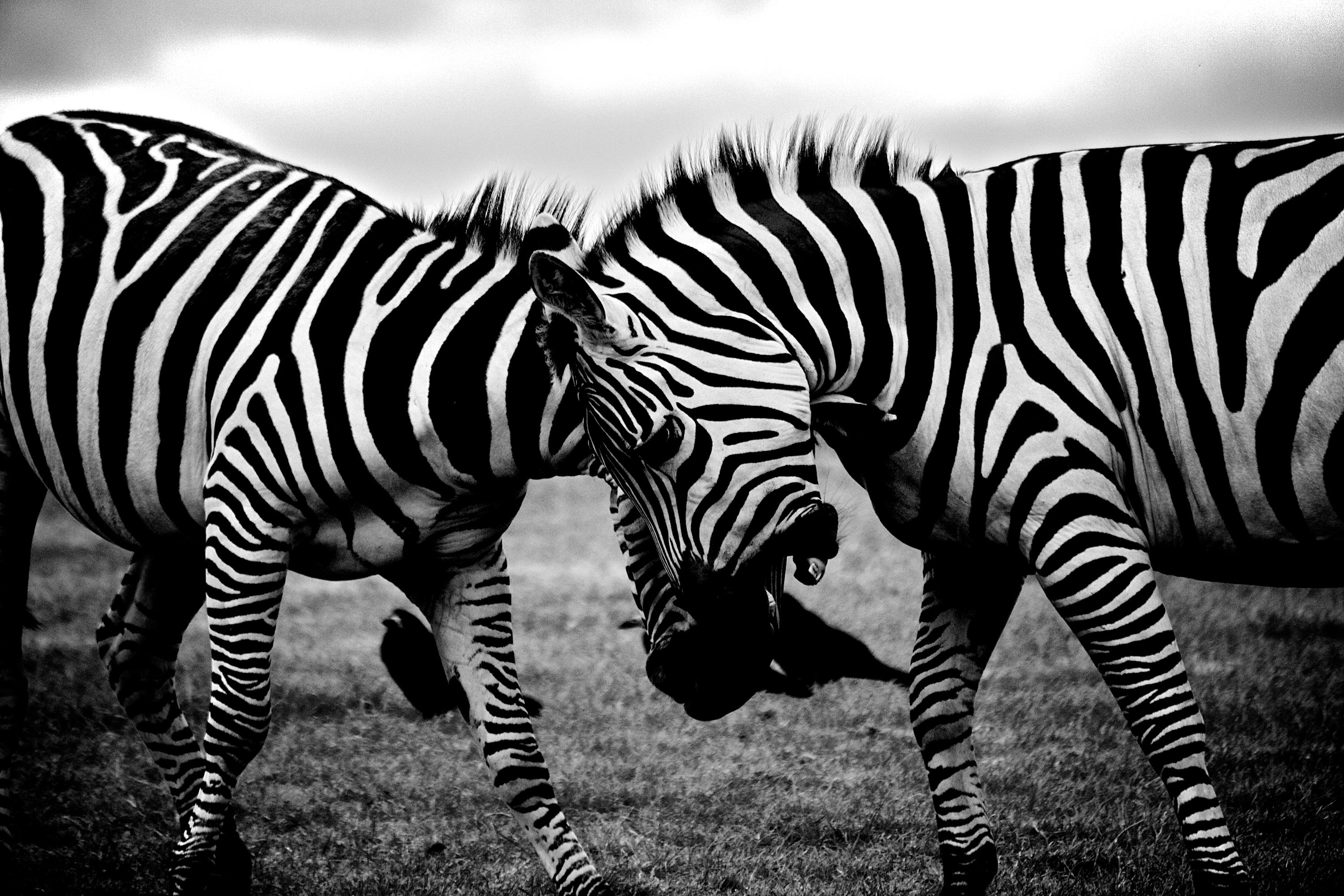 black and white animals