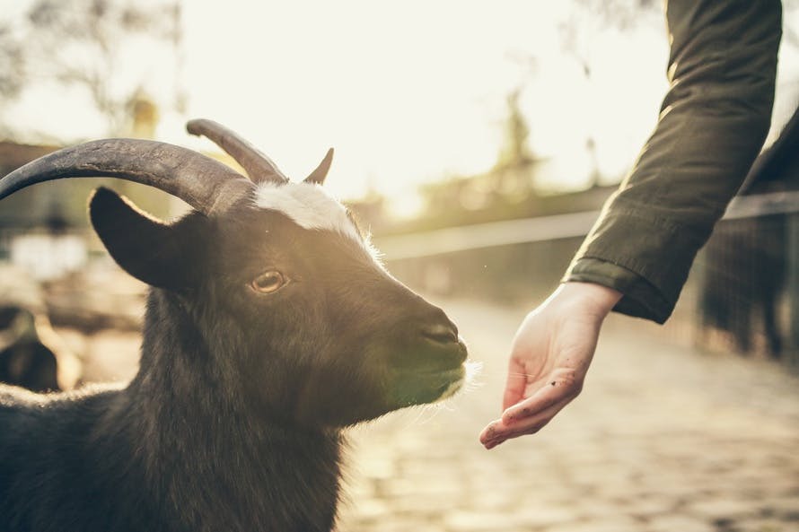 Black and White Goat Beside Person in Black Long Sleeve Shirt