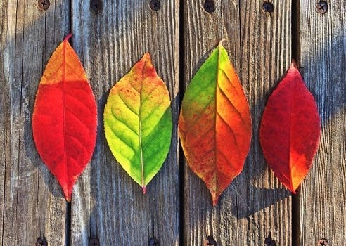Free stock photo of leaves, autumn, fall, colorful