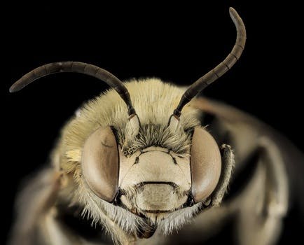 Free stock photo of bee, pollen, insect, macro