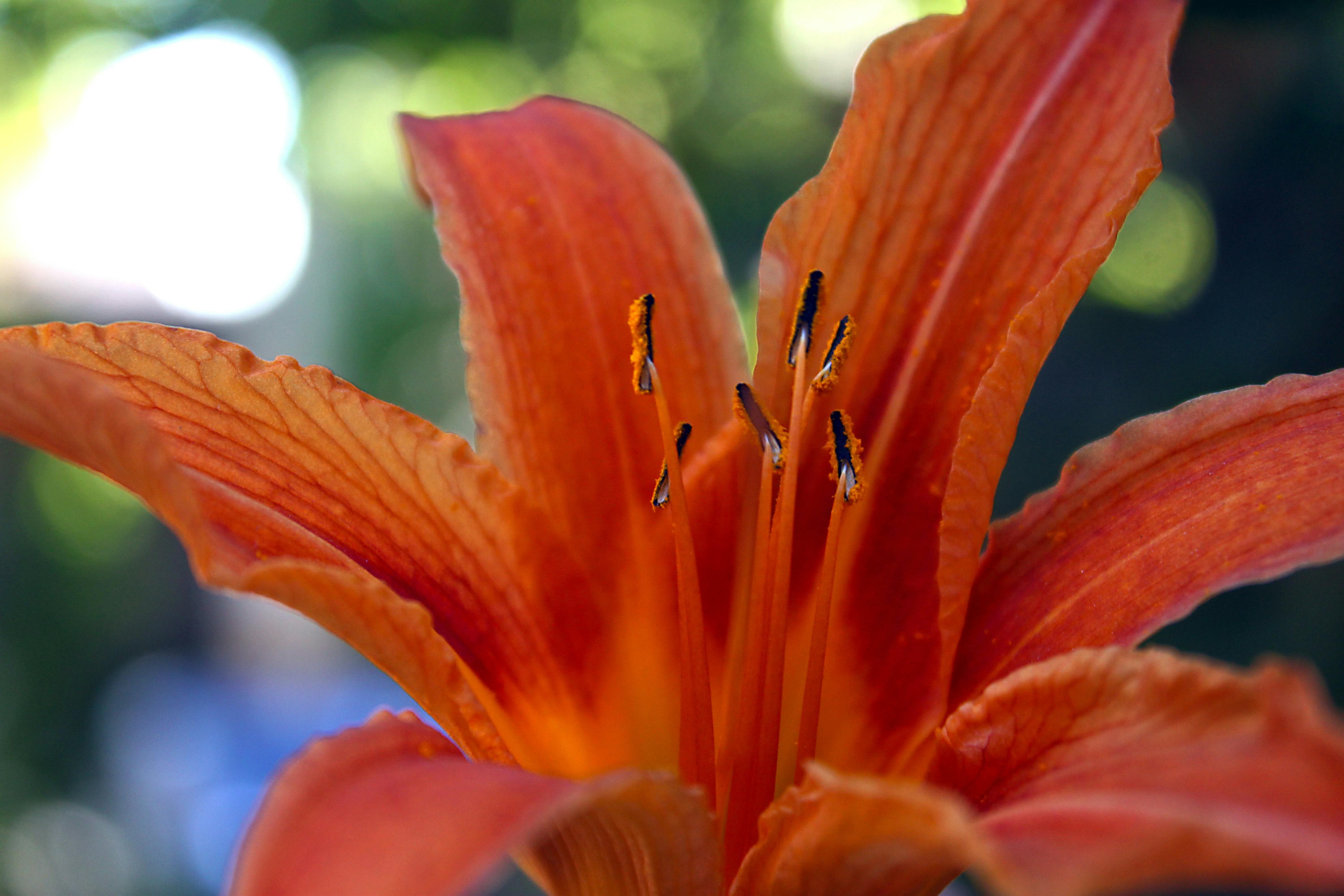 Free stock photo of beautiful flowers, oranges, summer flower