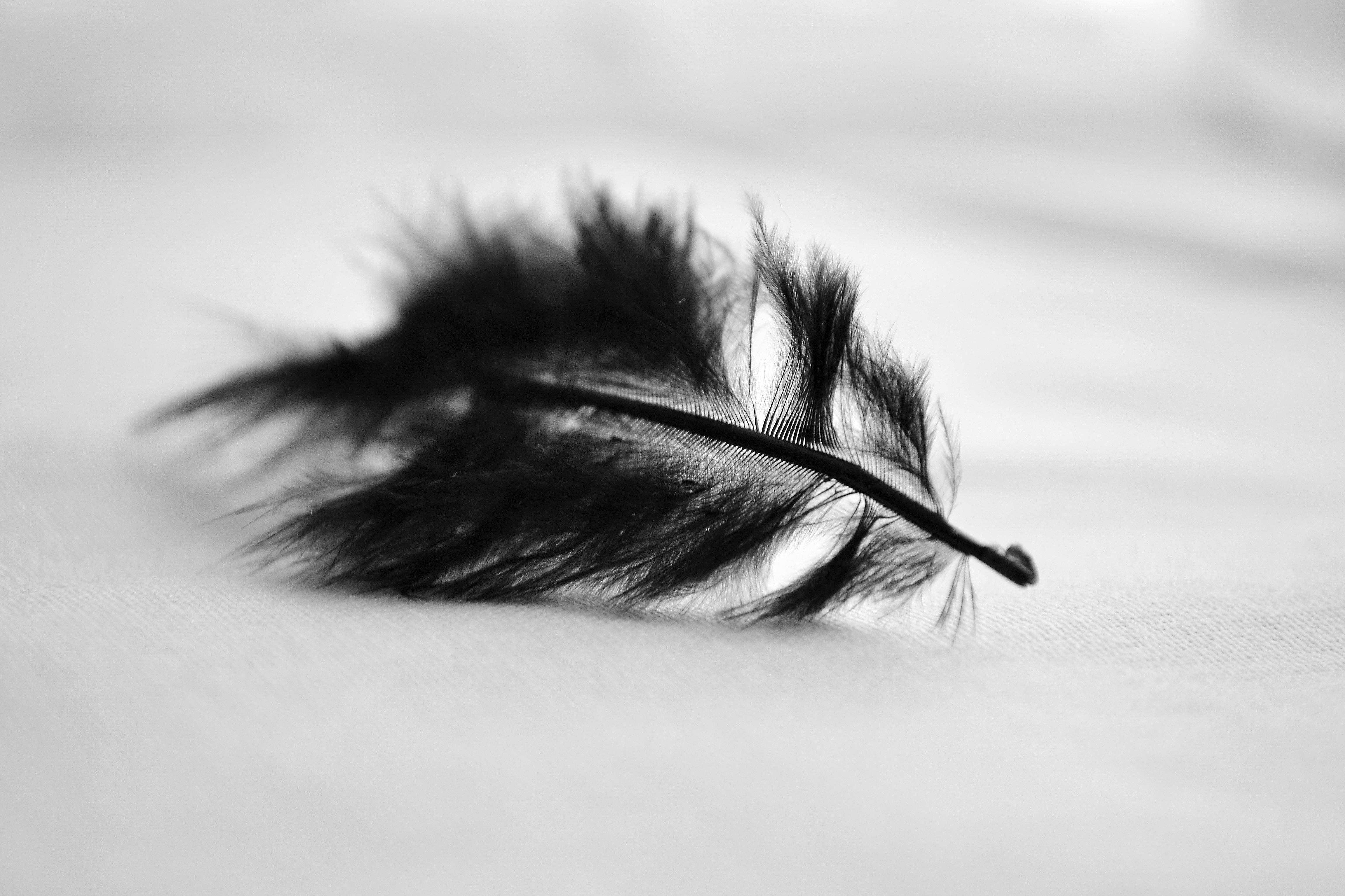Black Feather 113