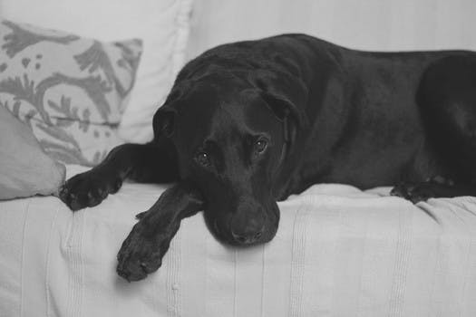 Black Labrador on White Cushion Couch