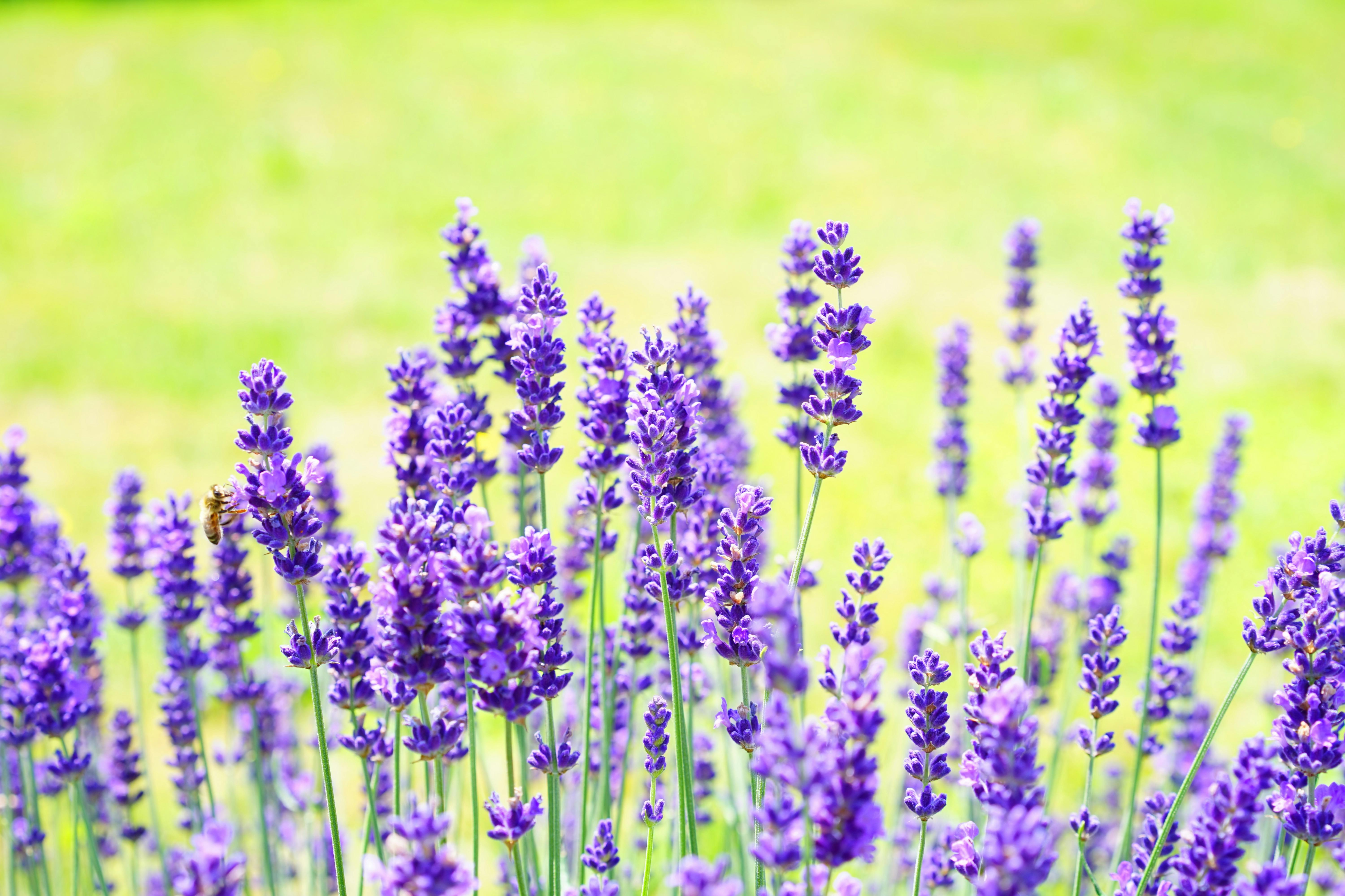 herb with purple flowers