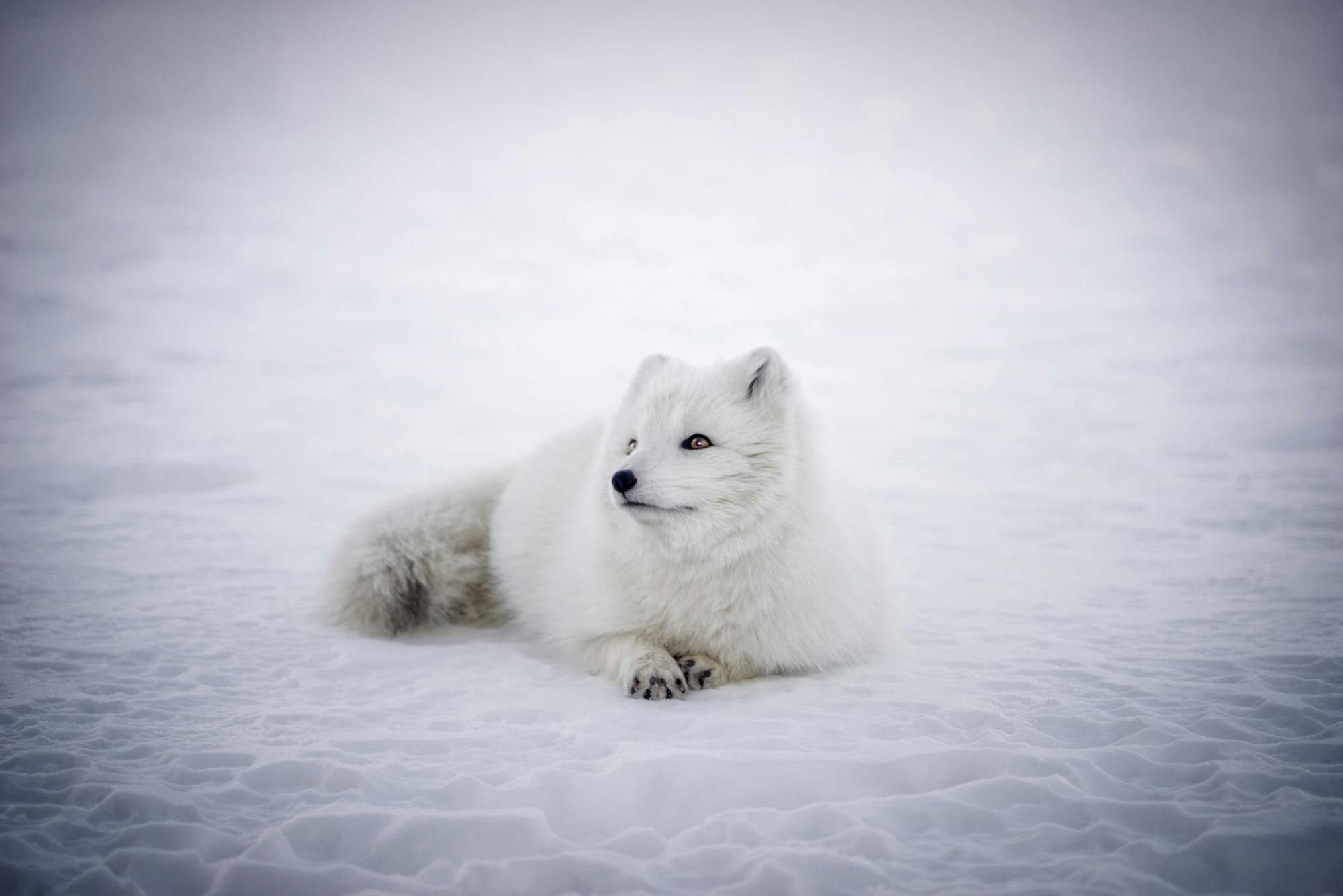 Free stock photo of animal, arctic fox, cute