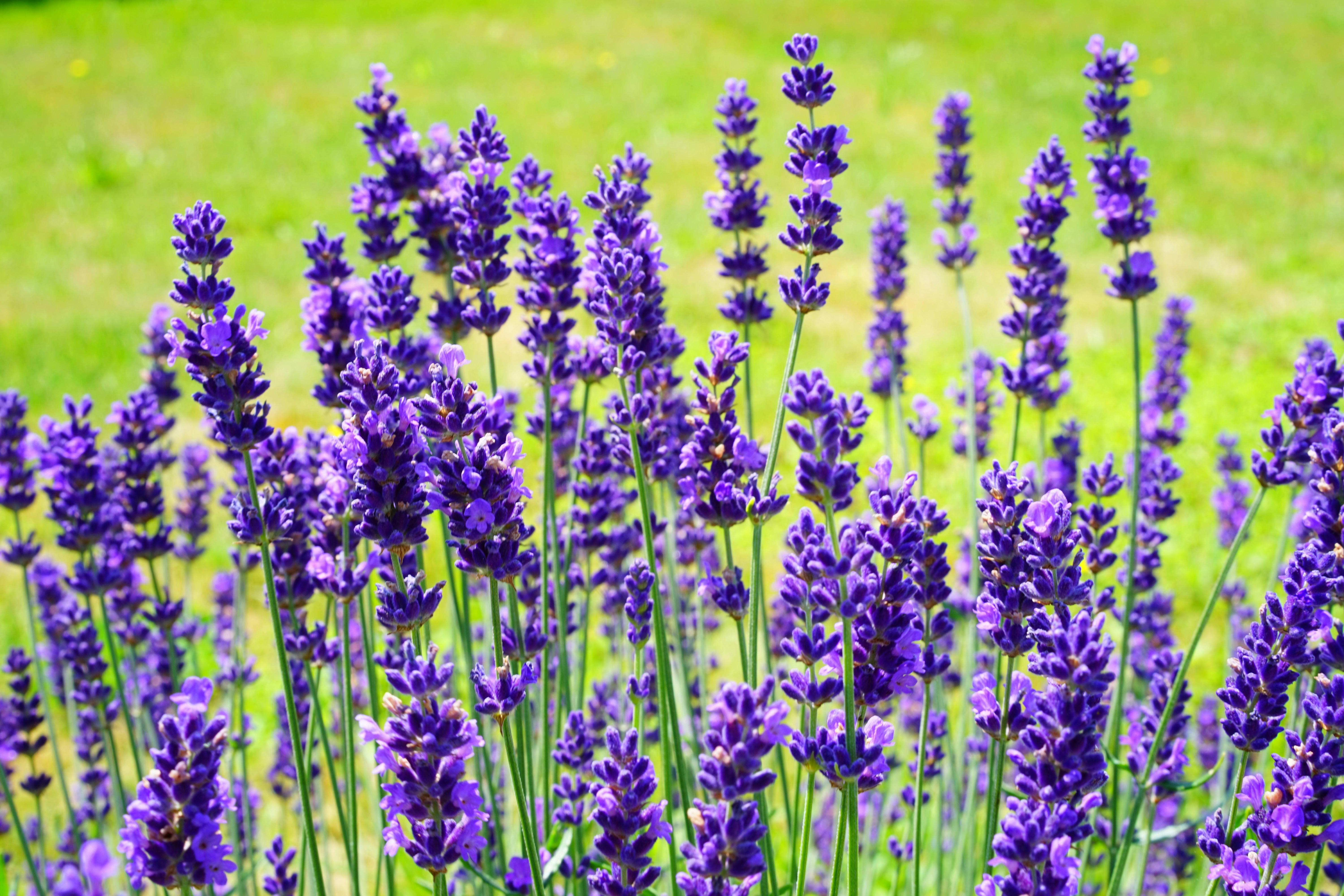 6 Lavender Fields In Kansas On One Road Trip