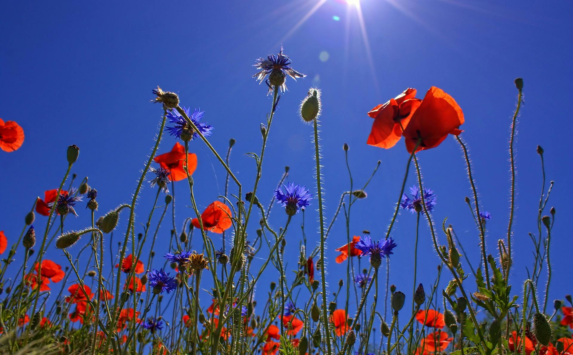 field-of-poppies-sun-spring-nature.jpg (1920×1191)
