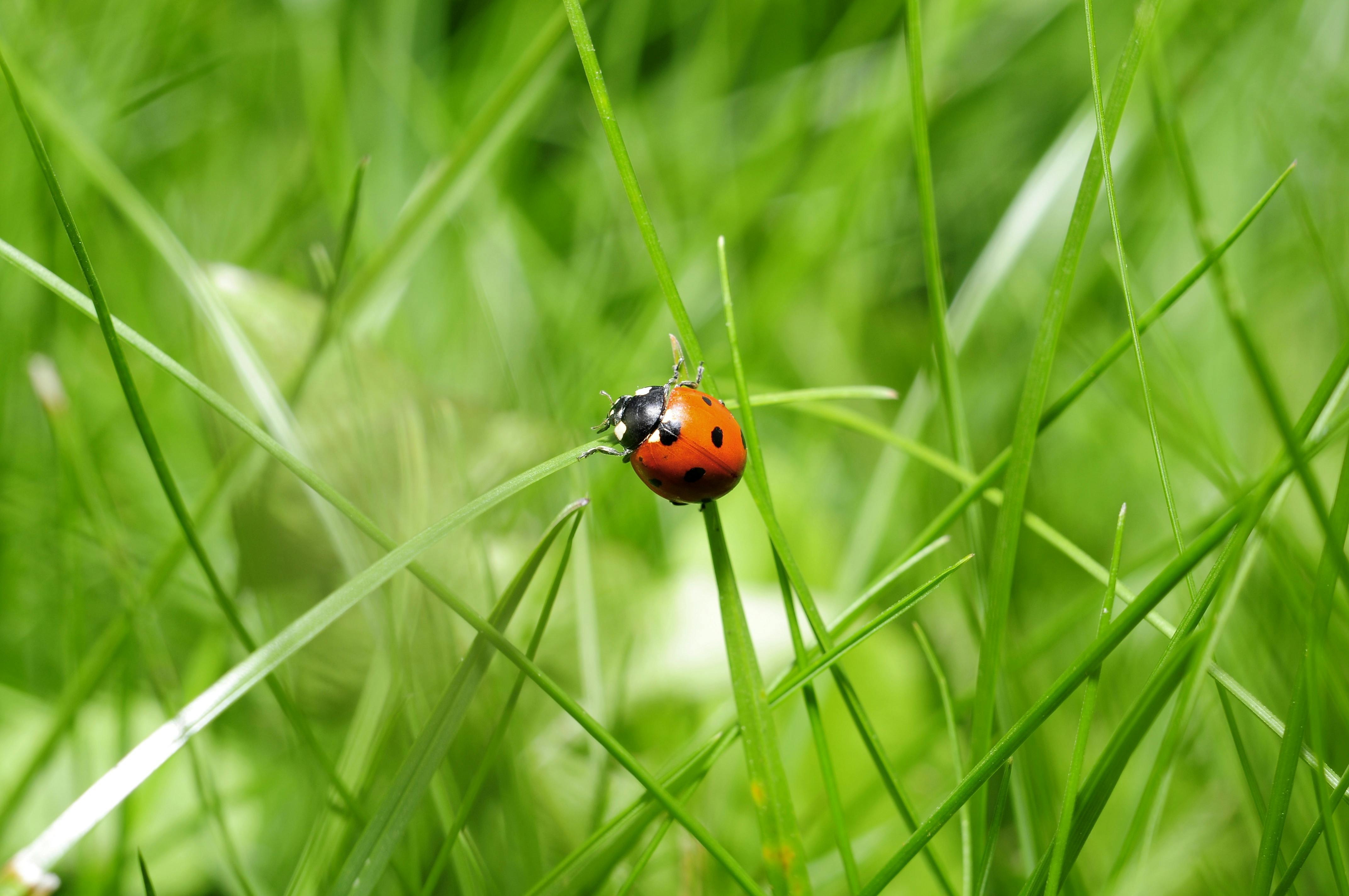 ladybug insect nature