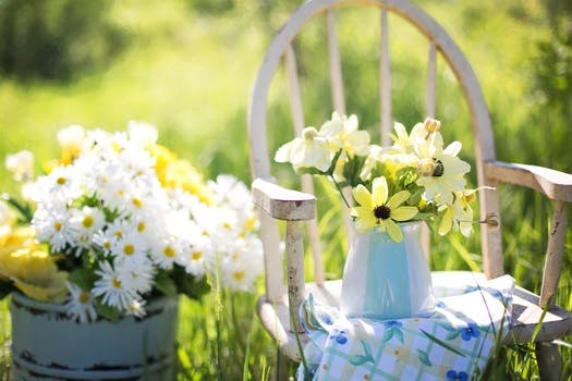 Free stock photo of flowers, summer, garden, daisies