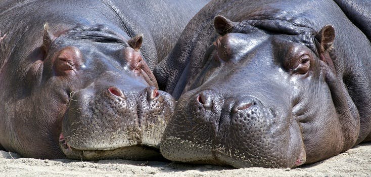 Free stock photos of hippopotamuses · Pexels