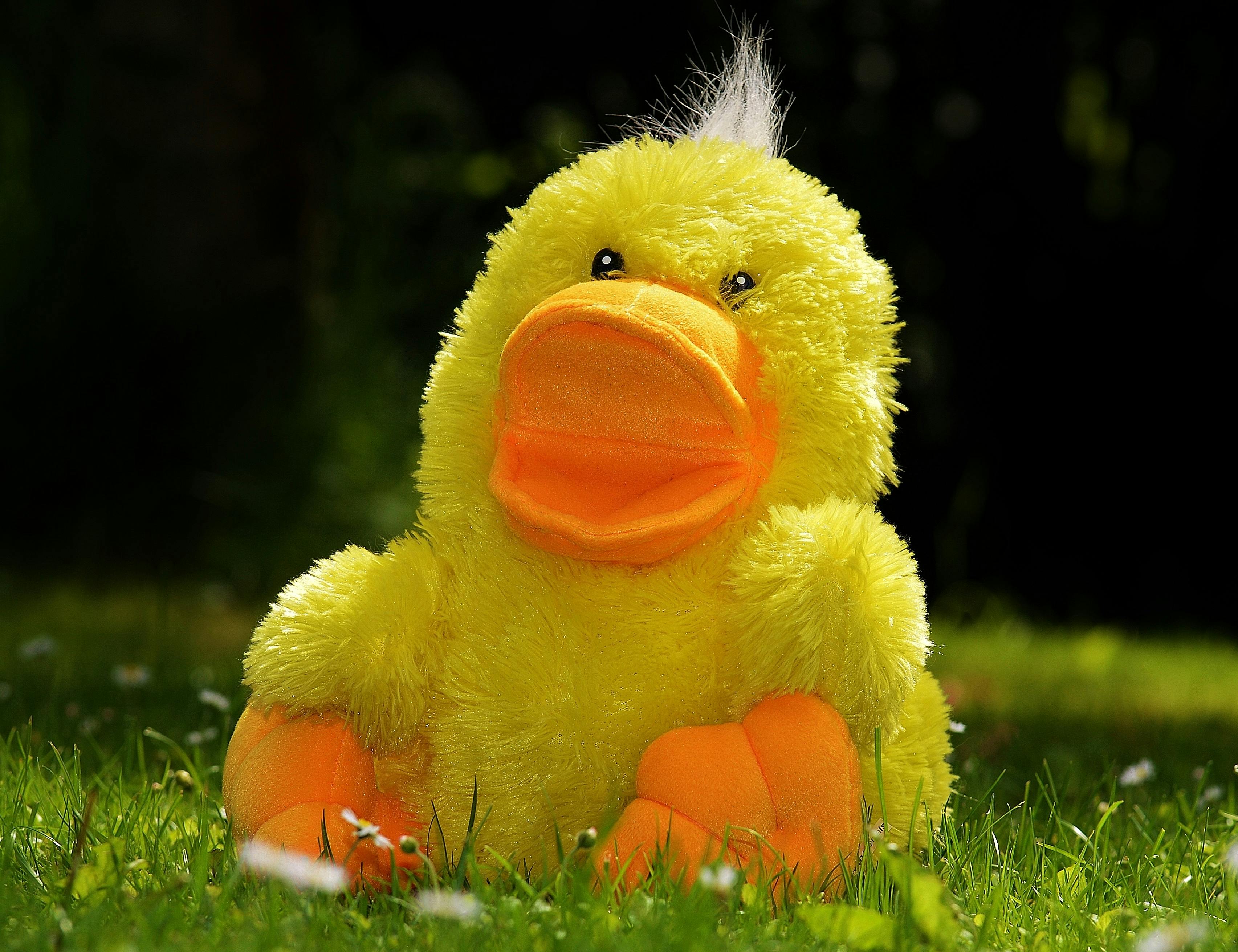 duck-funny-soft-toy-toys.jpg (3410×2622)