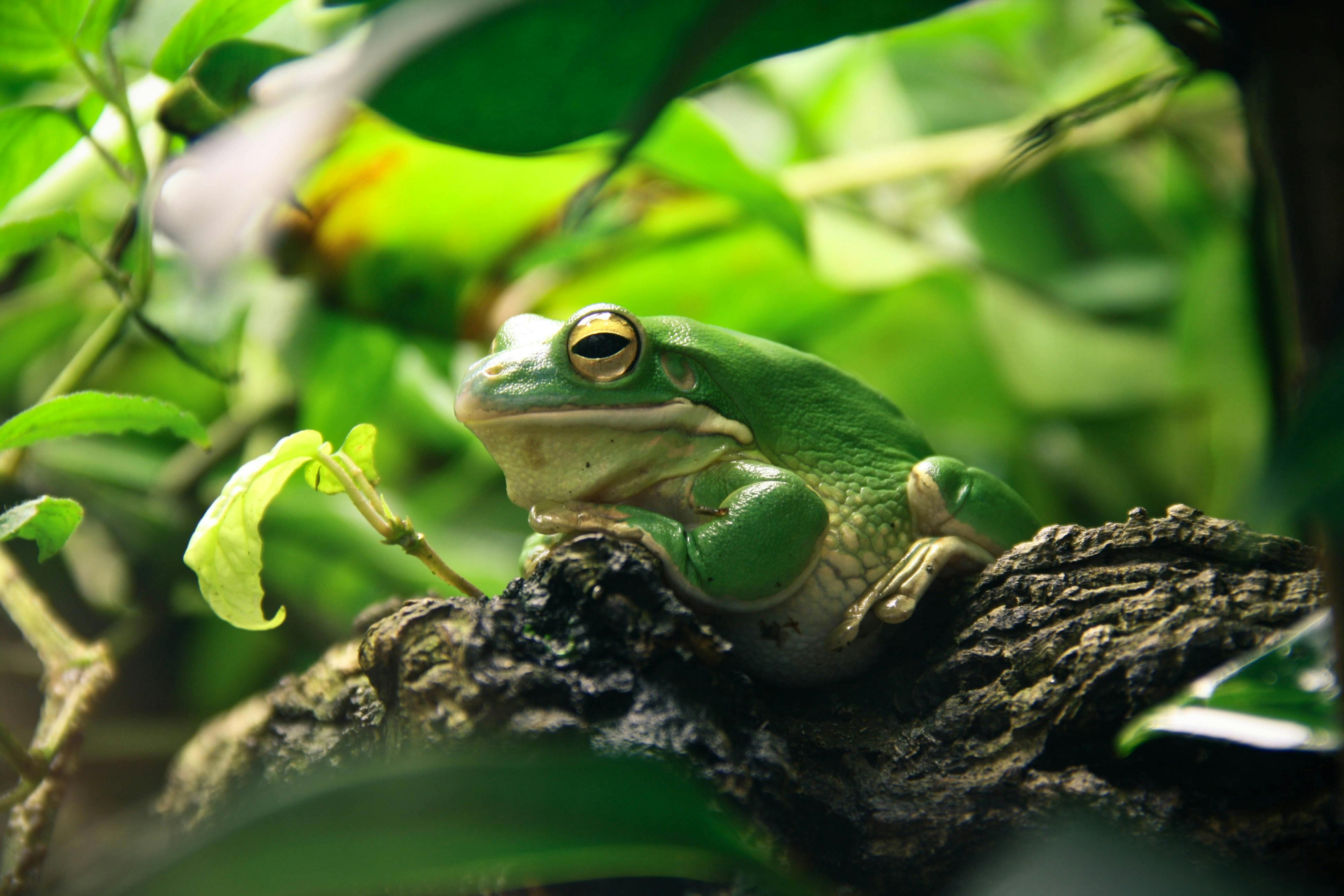 Green and White Frog Resting on Brown Tree Branch · Free Stock Photo
