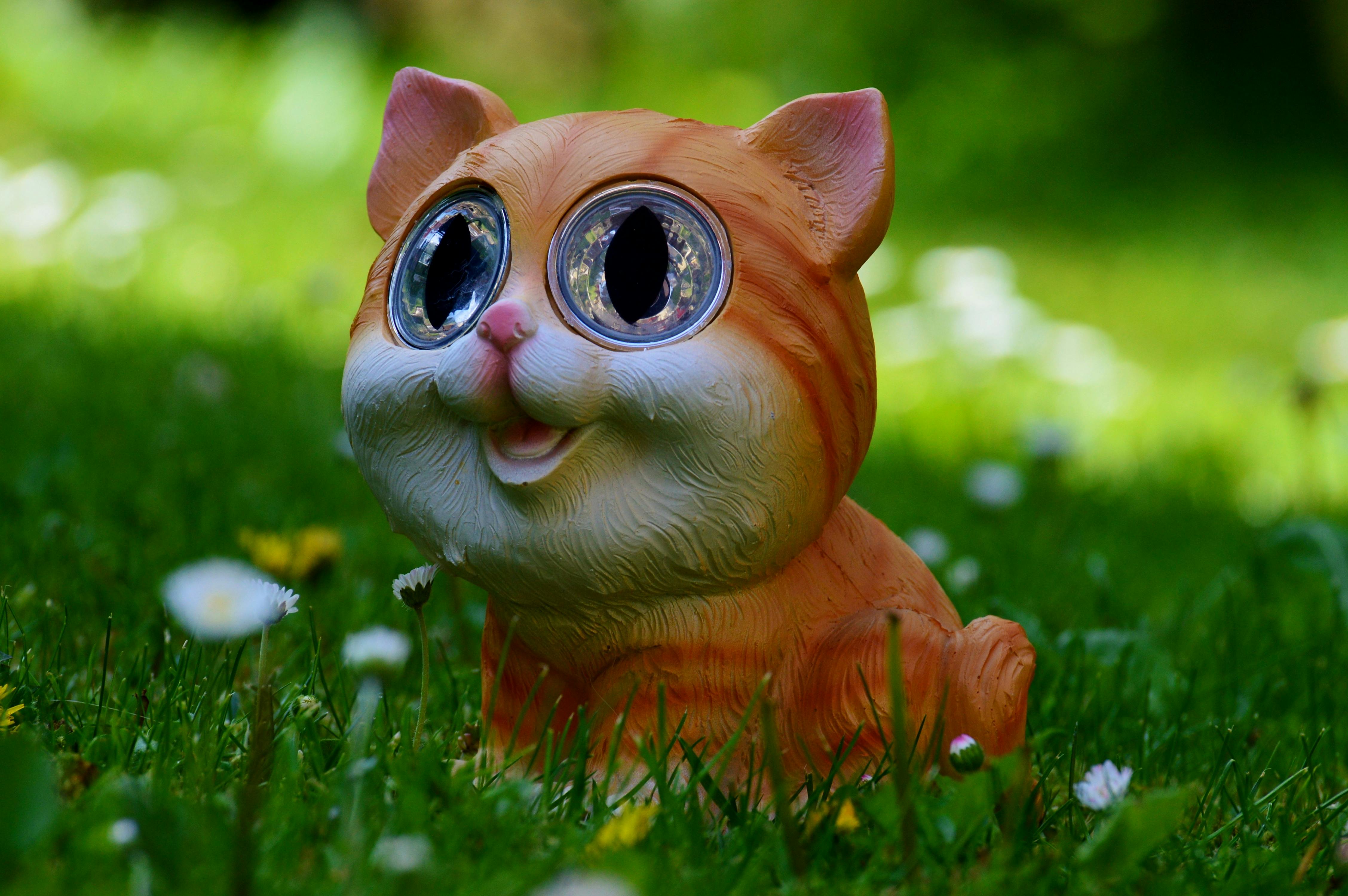 cat-meadow-cute-funny.jpg (4512×3000)