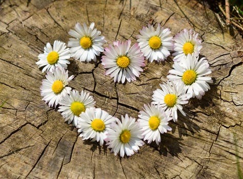 Free stock photo of love, heart, flowers, daisies
