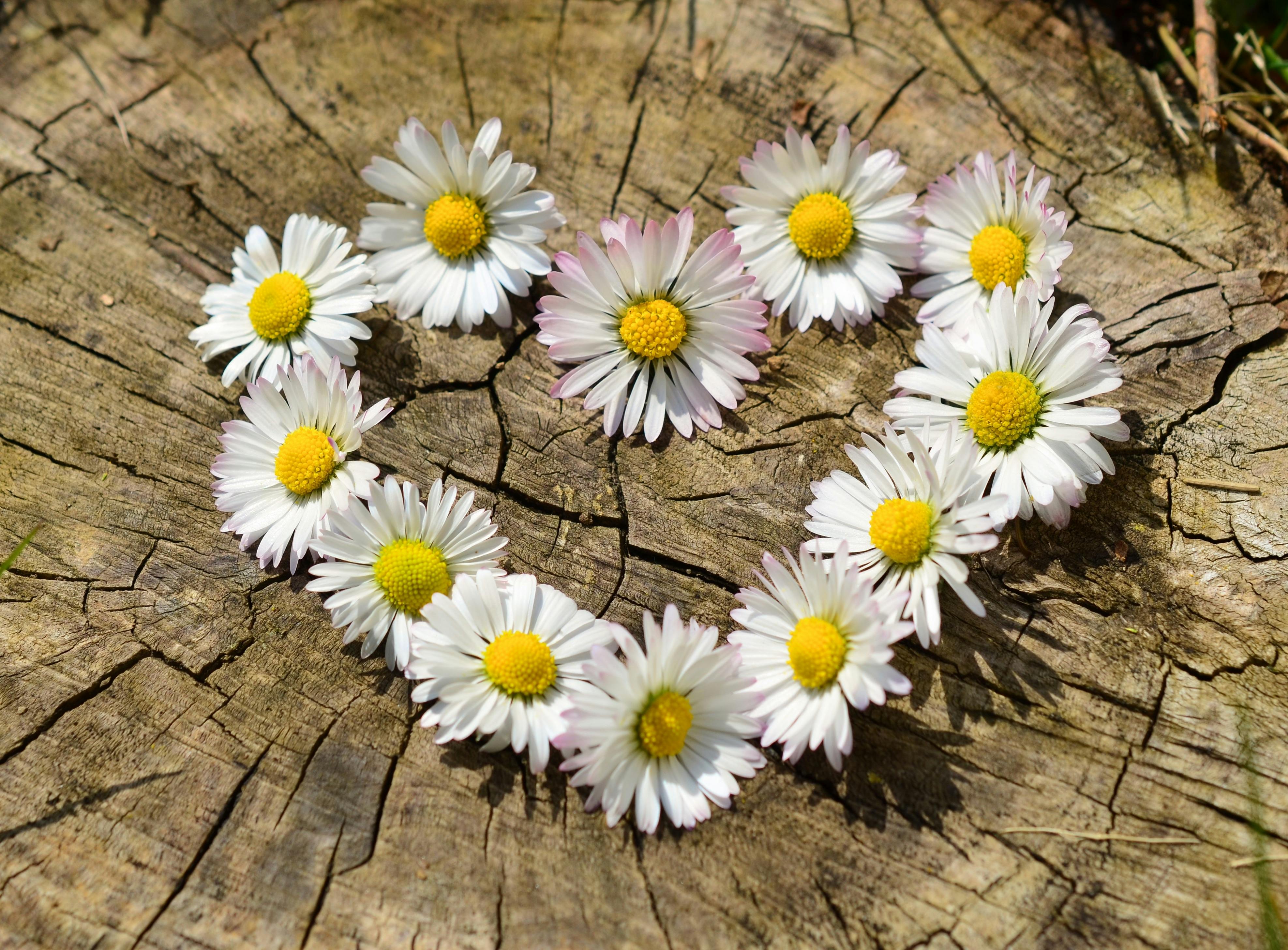 daisy-heart-flowers-flower-heart.jpg (3950×2913)