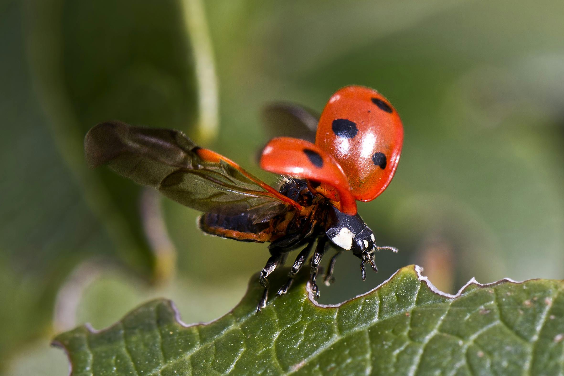 red-and-black-bug-free-stock-photo