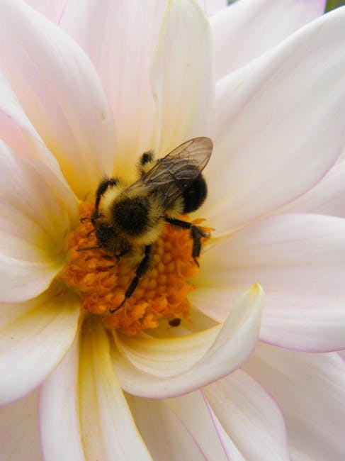 Free stock photo of bee, bumblebee, closeup
