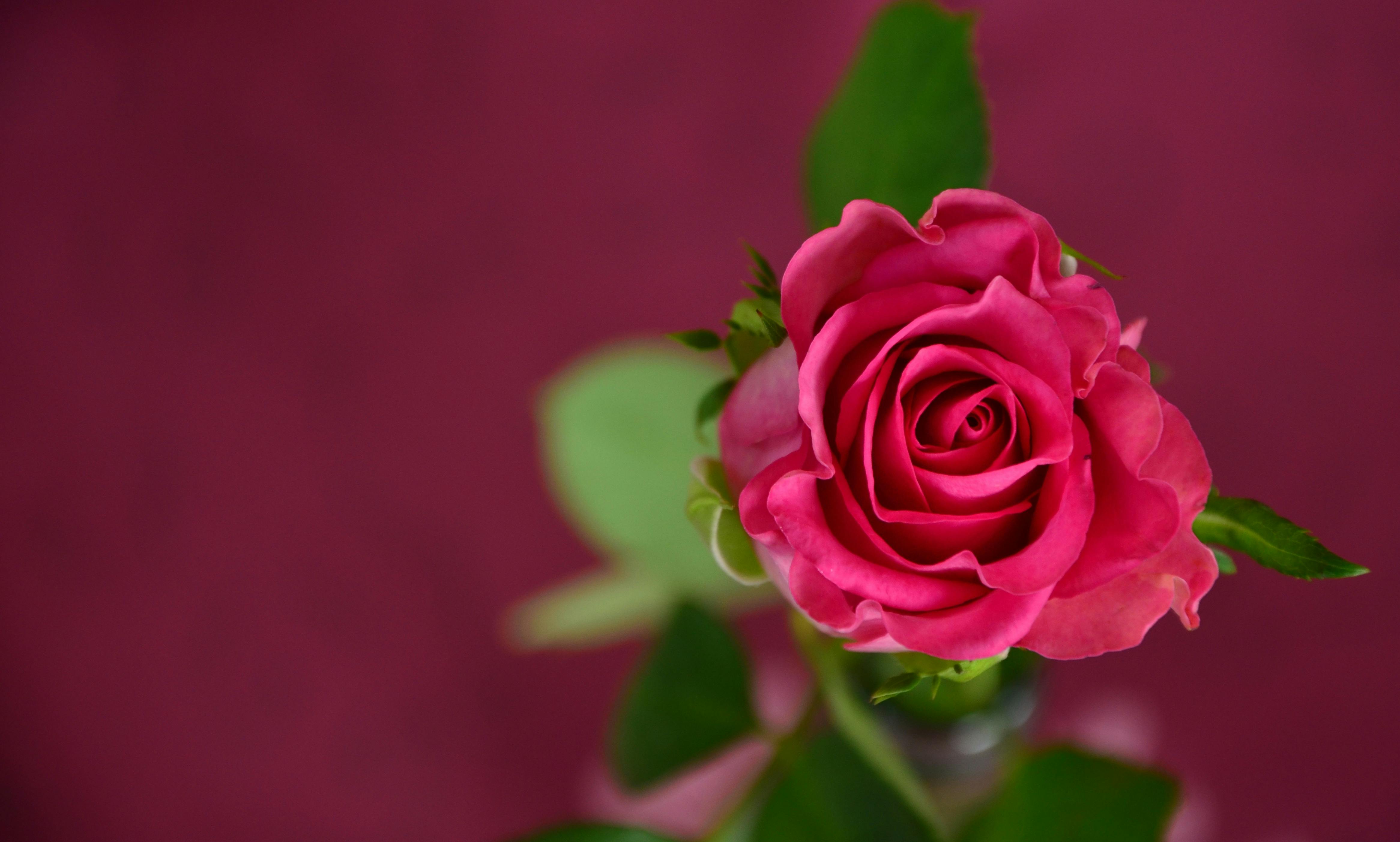 rose-invitation-coupon-pink.jpg (4664×2804)
