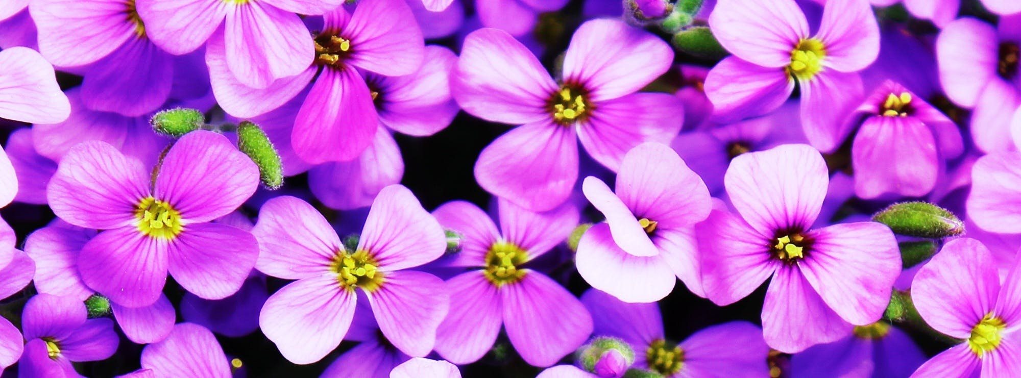 Puple 4 Petaled Flower · Free Stock Photo