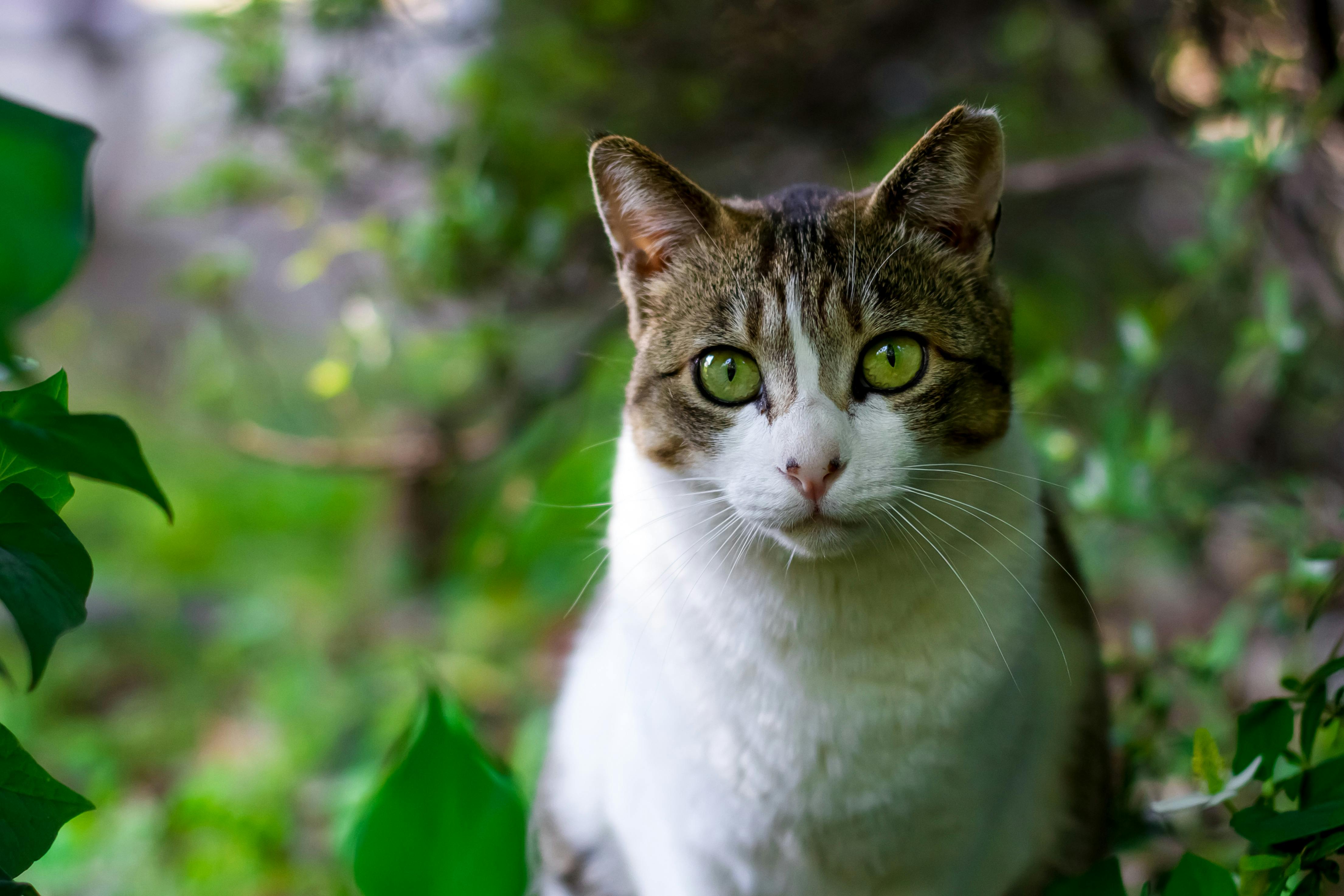 Free stock photo of animal, cat, pet