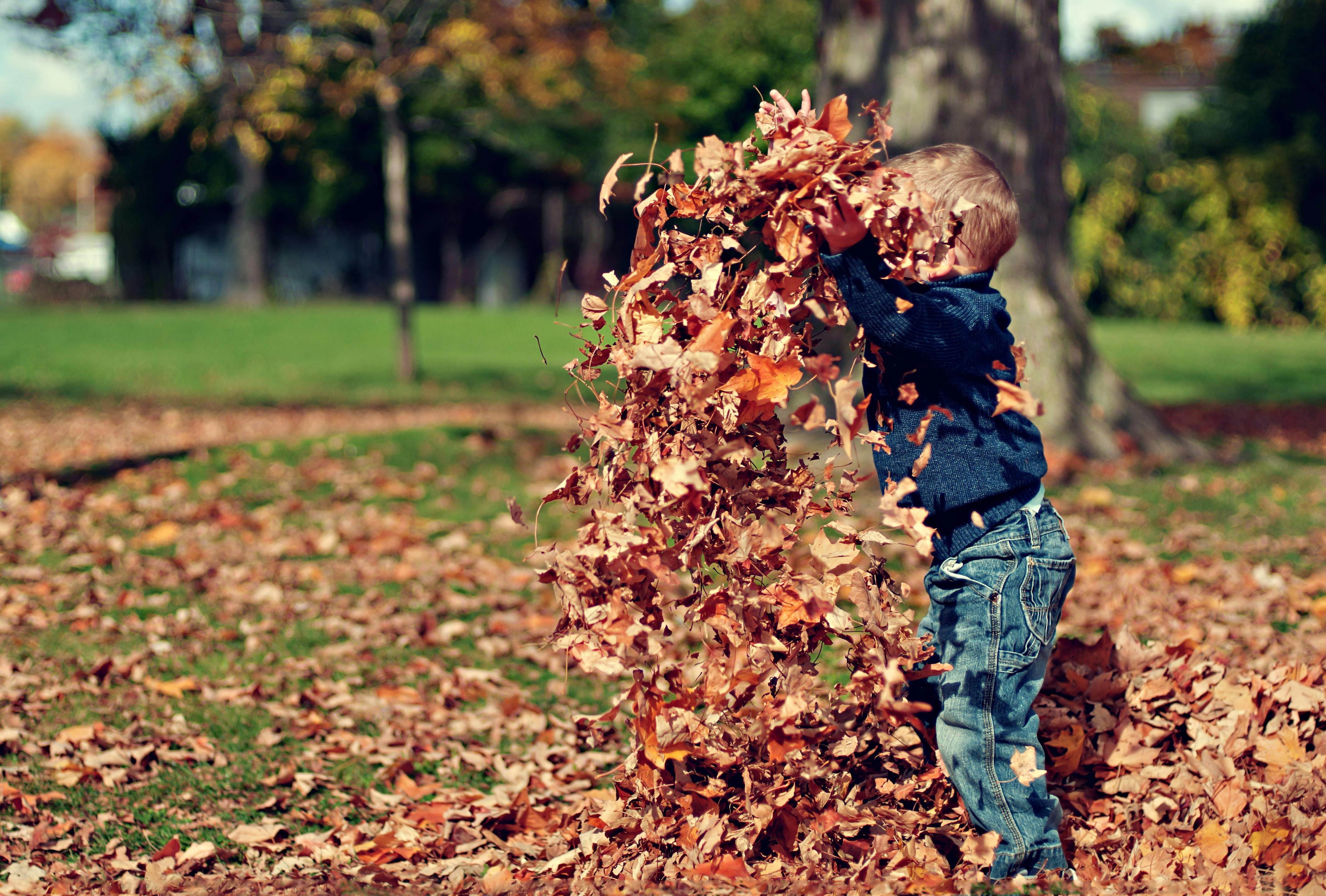 Boy Playing With Fall Leaves Outdoors \u00b7 Free Stock Photo