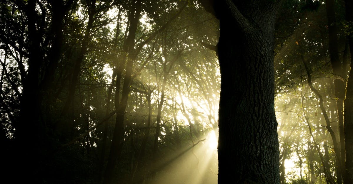 Free stock photo of forest, ray of sunshine, sunbeams