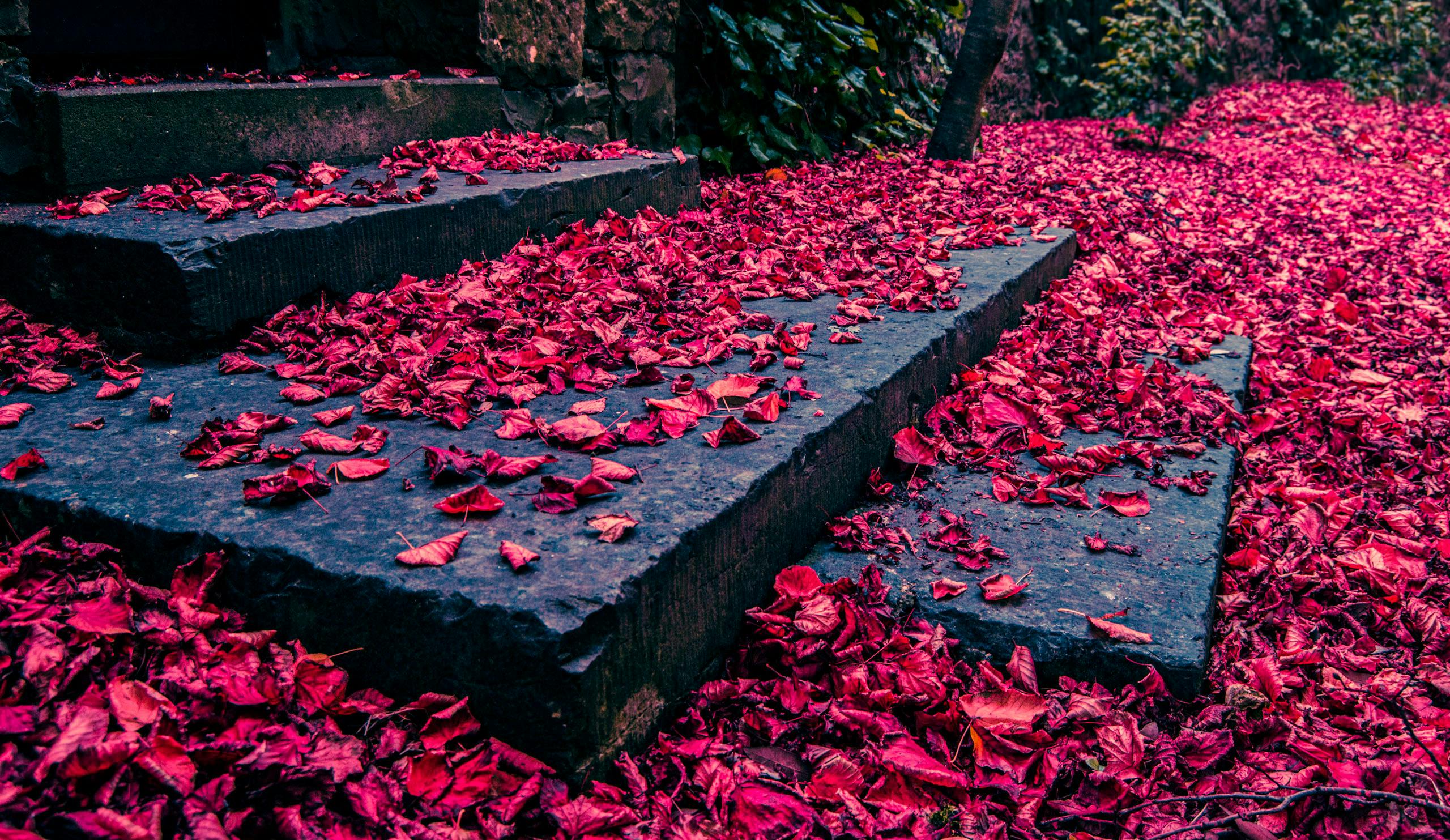 Free stock photo of autumn, color, colour