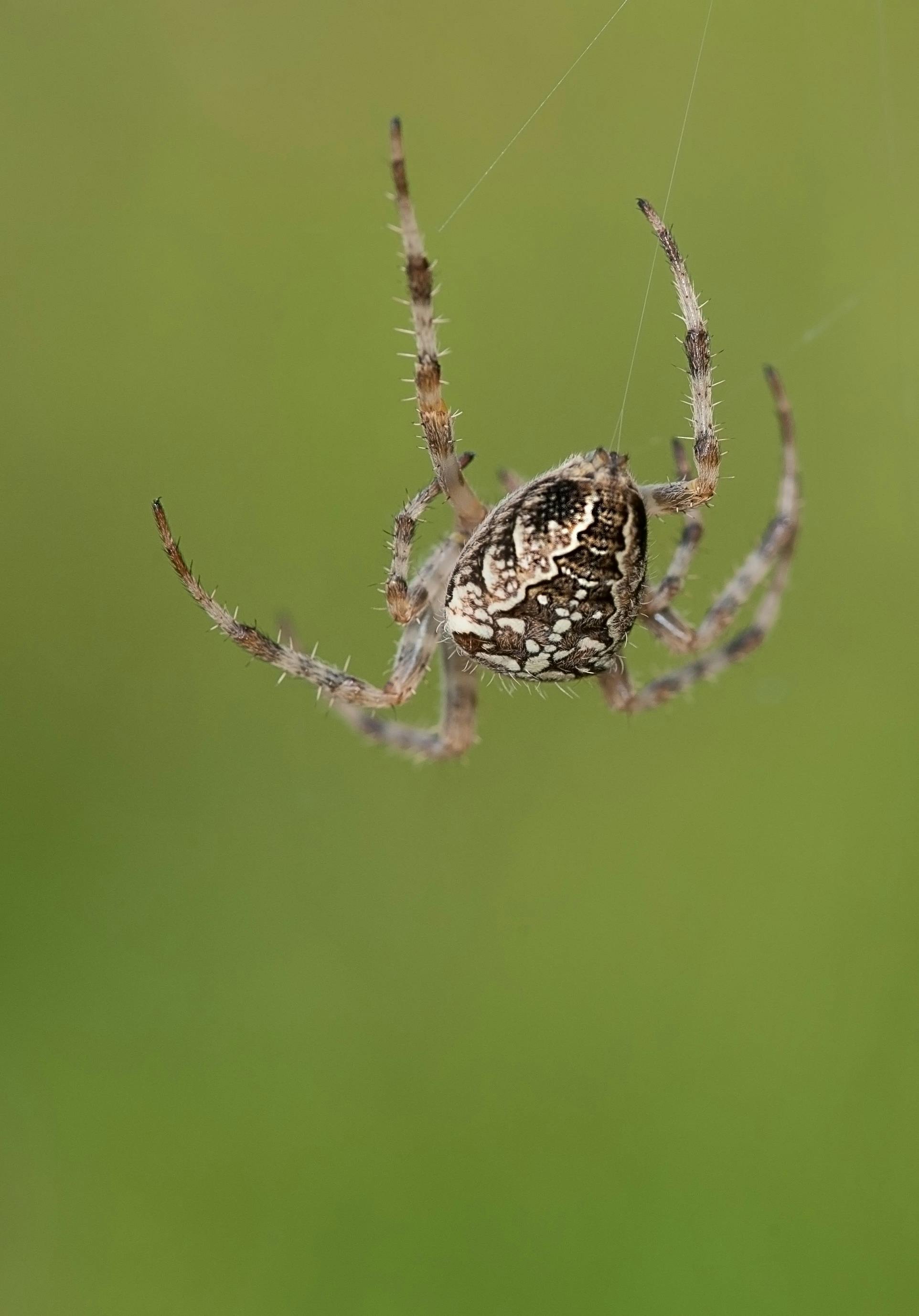 spider hanging from a web wallpaper