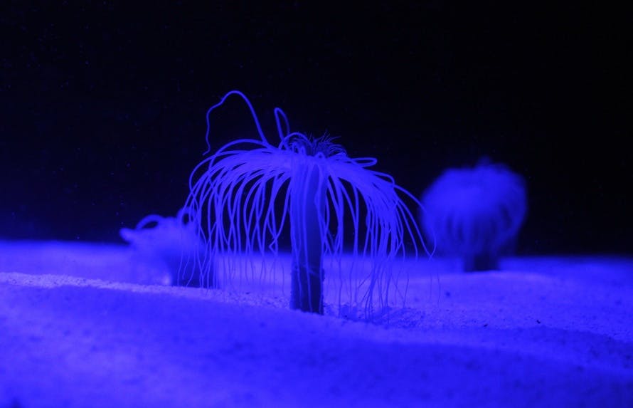 Free stock photo of aquarium, illuminated, sea anemone