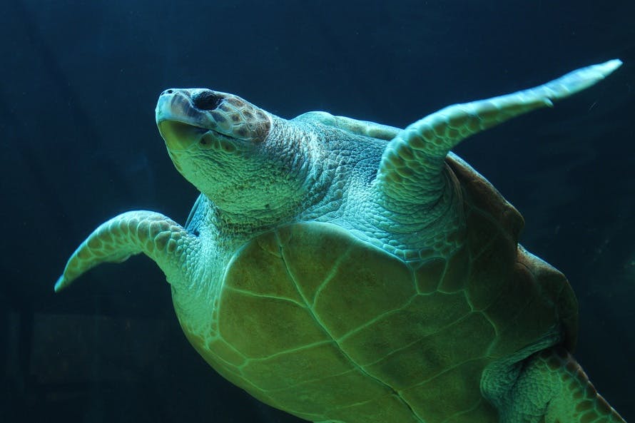 Free stock photo of sea life, sea turtle, turtle