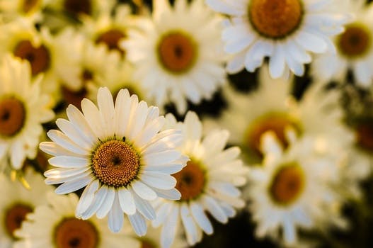 HD wallpaper of flowers, marguerites, oxeye daisies, flora