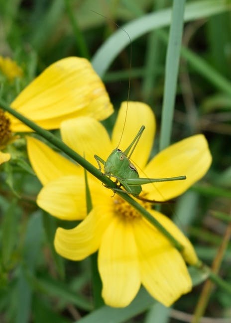 Free stock photo of grasshopper