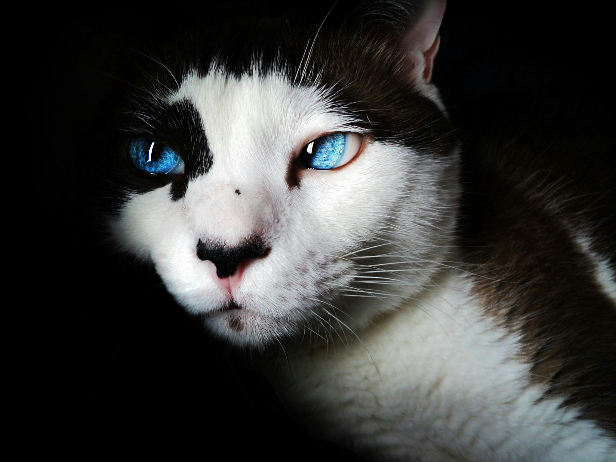 siamese-blue-eyes-cute-feline-39283.jpeg