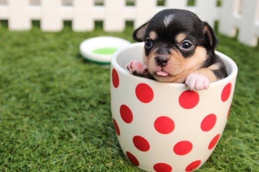 Puppy in dog bowl