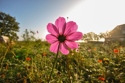 HD wallpaper of field, meadow, flower, pink