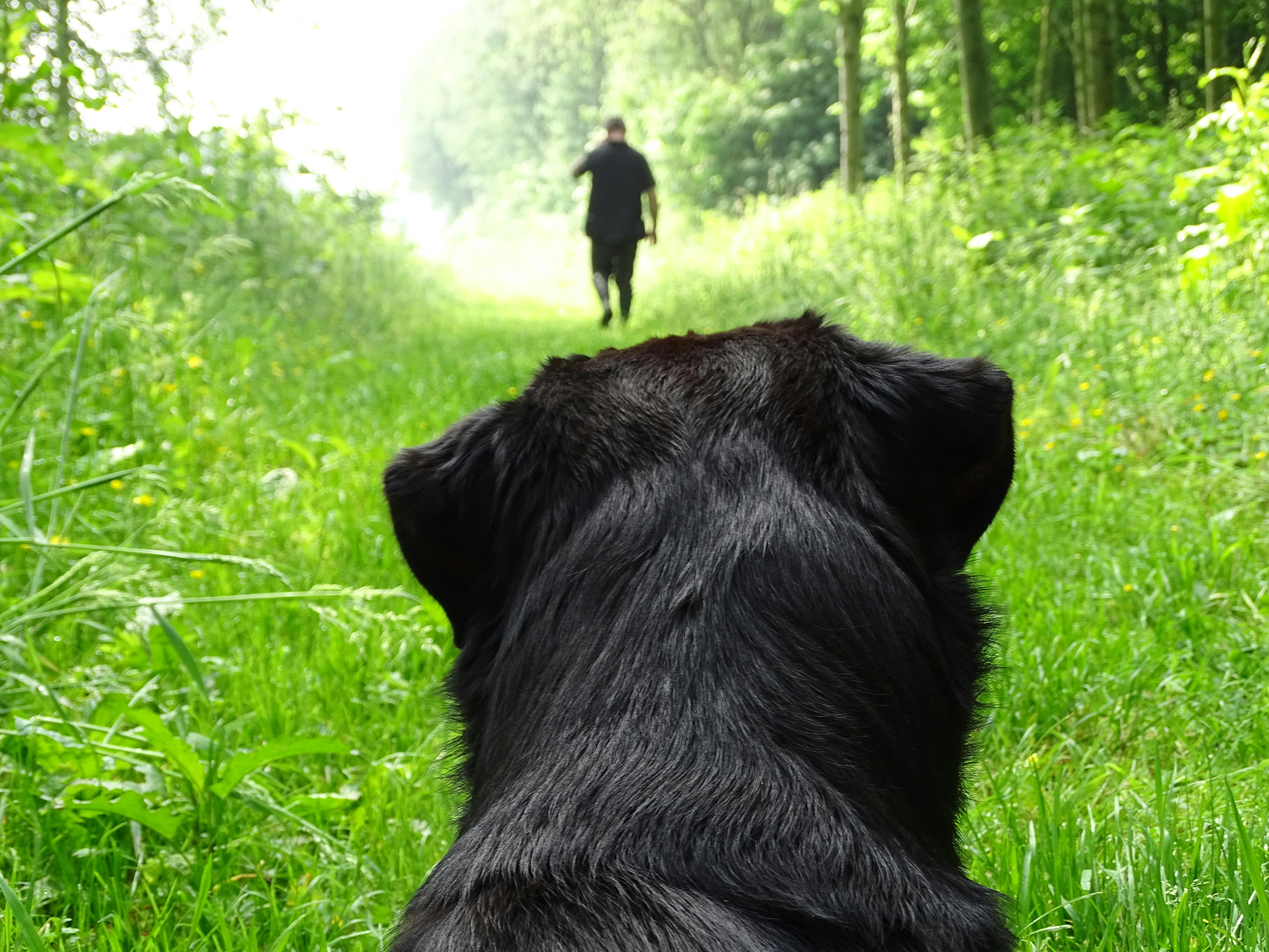 Free stock photo of animal, animal photography, back view