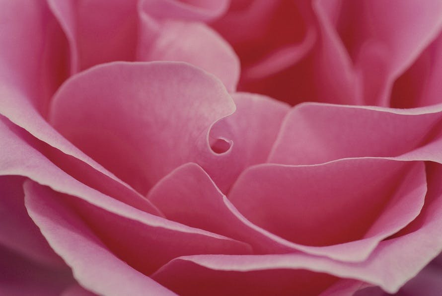 بستان ورد المصــــــــراوية - صفحة 90 Rose-pink-romance-love-39659-large