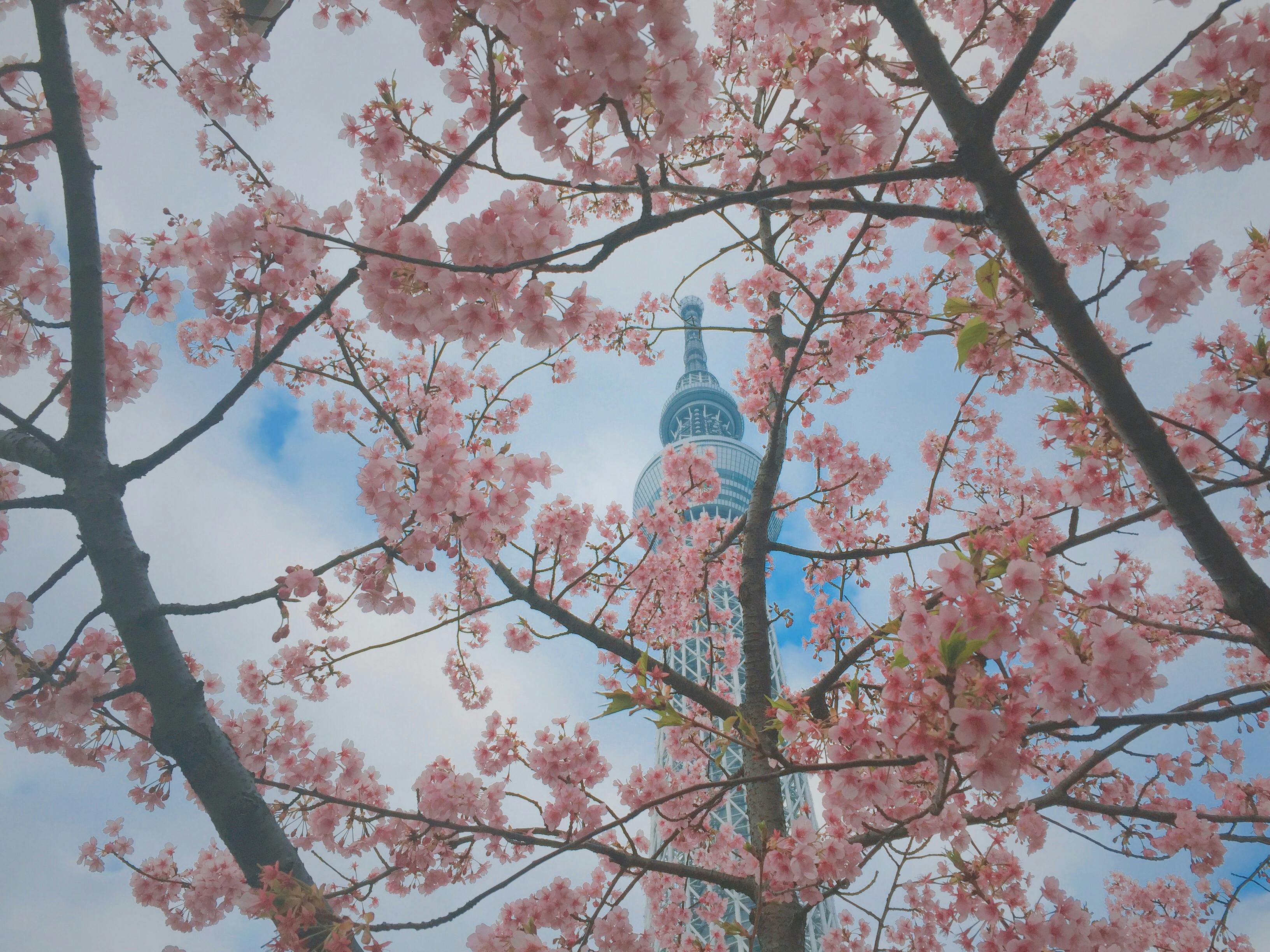 天空樹 下河津櫻花 東京晴空塔 TOKYO SKYTREE | 林公子遊誌 | 旅遊嘆世界 - FanPiece