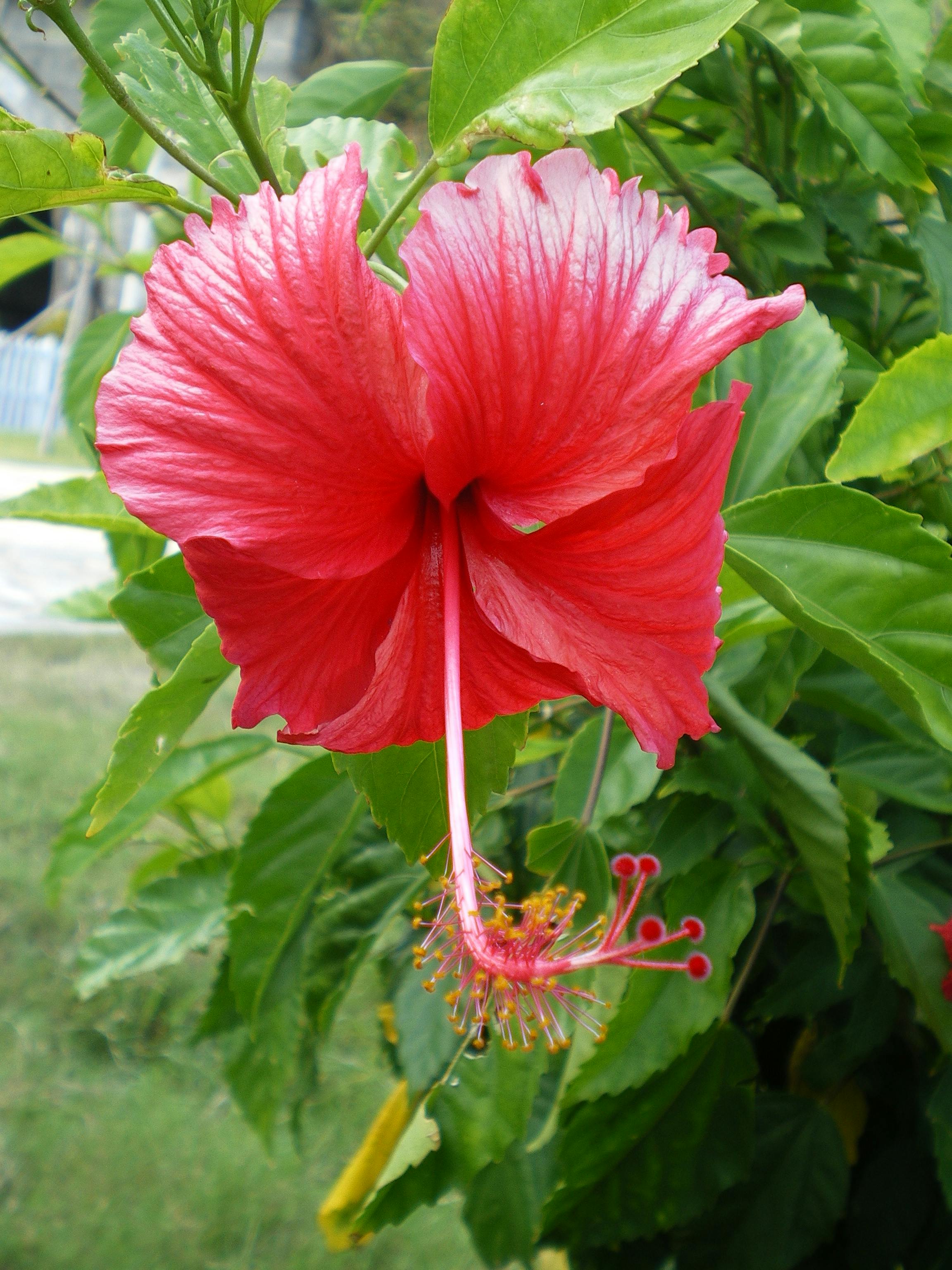 Free stock photo of Bunga Raya close up flower 